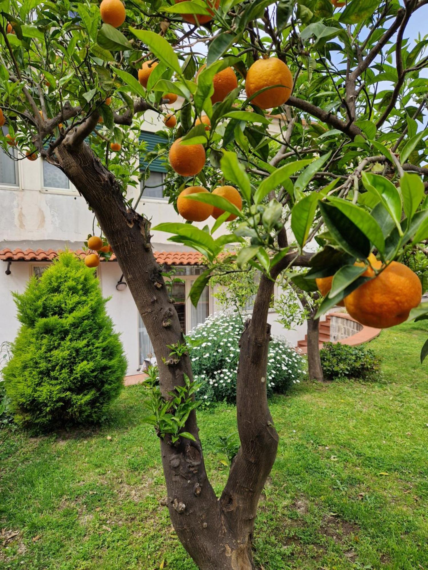 Il Giardino Dei Gigli Apartment Мета Екстериор снимка